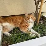 Patzoo