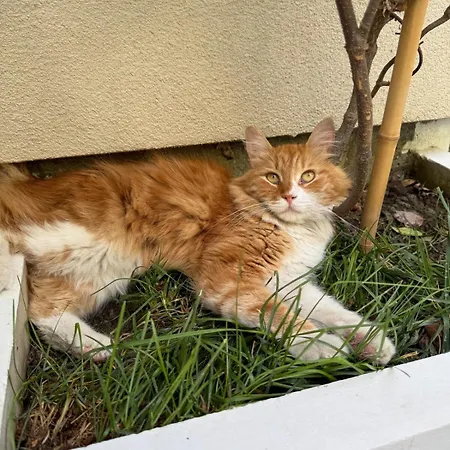 Patzoo