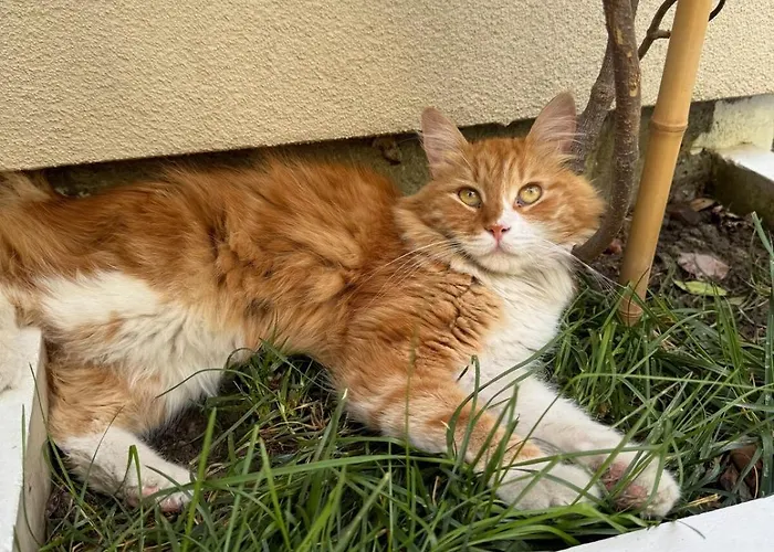 Patzoo